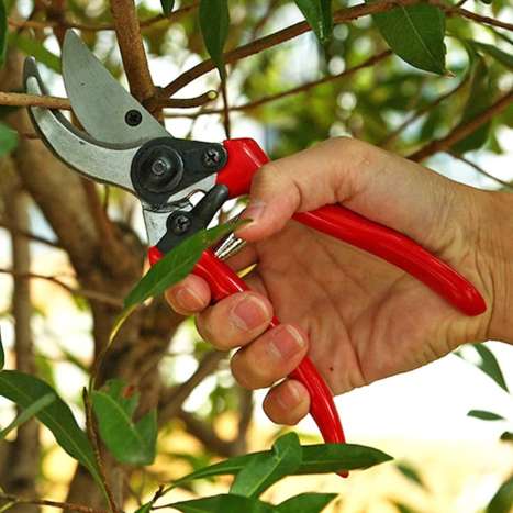 Pruning Shears 8"